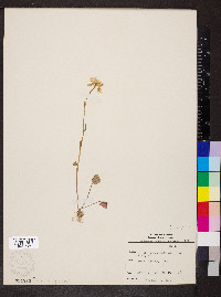 Cardamine bulbosa image