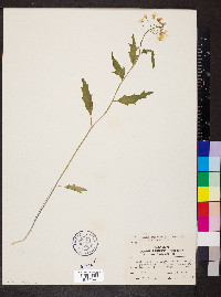 Cardamine bulbosa image