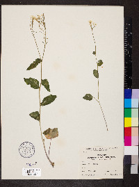 Cardamine bulbosa image