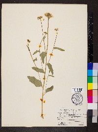 Cardamine bulbosa image