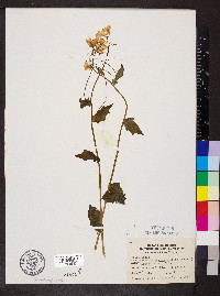 Cardamine bulbosa image