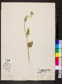 Cardamine bulbosa image