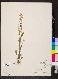 Cardamine bulbosa image