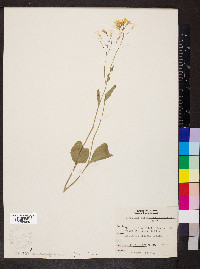 Cardamine bulbosa image