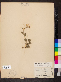 Cardamine bulbosa image