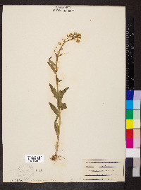 Cardamine bulbosa image