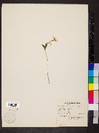 Cardamine bulbosa image