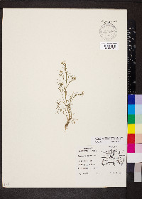 Cardamine parviflora image