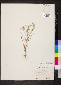 Cardamine parviflora image