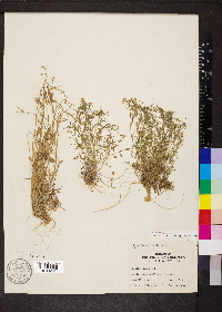 Cardamine parviflora image