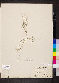 Cardamine parviflora image