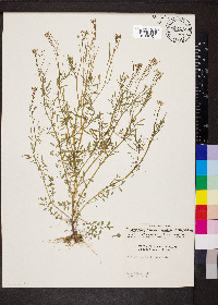 Cardamine parviflora var. arenicola image