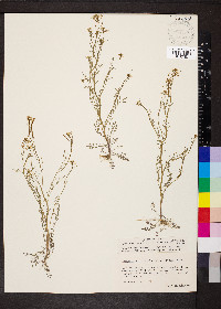 Cardamine parviflora image