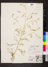 Cardamine parviflora image