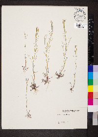 Cardamine parviflora image