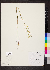 Cardamine bulbosa image