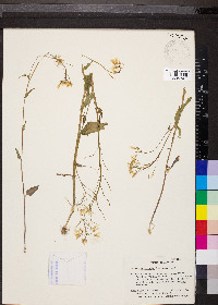 Cardamine bulbosa image