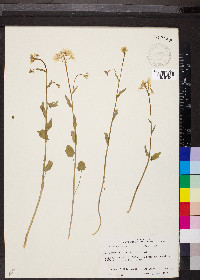 Cardamine bulbosa image