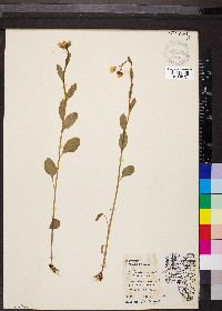 Cardamine bulbosa image