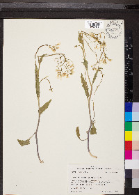 Cardamine bulbosa image