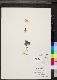 Cardamine angustata image