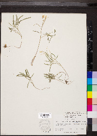 Cardamine angustata image