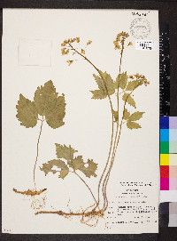 Cardamine diphylla image