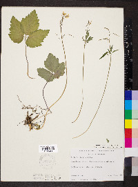 Cardamine diphylla image