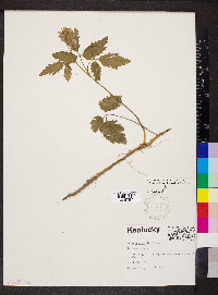 Cardamine diphylla image