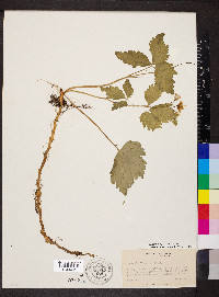 Cardamine diphylla image