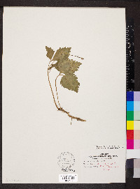 Cardamine diphylla image