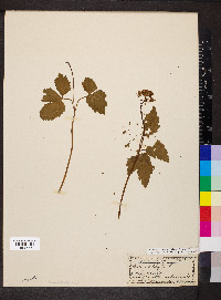 Cardamine diphylla image