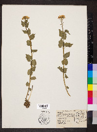 Cardamine cordifolia image