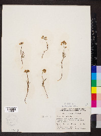 Cardamine digitata image