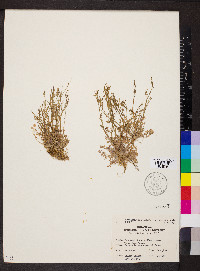 Cardamine parviflora image