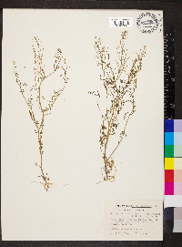 Cardamine parviflora image