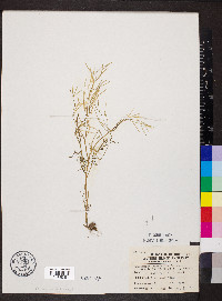 Cardamine parviflora image