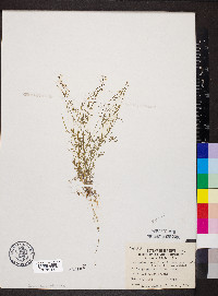 Cardamine parviflora var. arenicola image