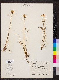 Cardamine pratensis image