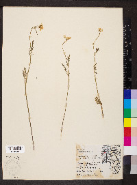 Cardamine pratensis image