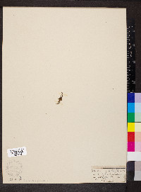 Cardamine bellidifolia image