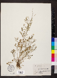 Cardamine flexuosa image