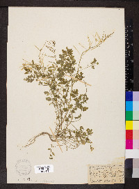 Cardamine impatiens image