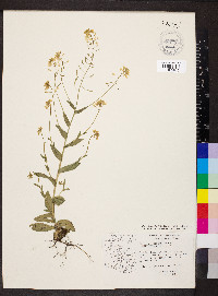 Draba bifurcata image