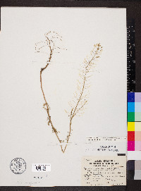 Descurainia pinnata subsp. brachycarpa image