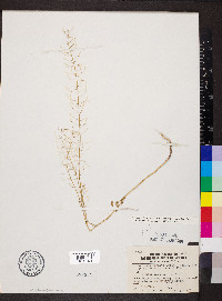 Descurainia pinnata var. brachycarpa image