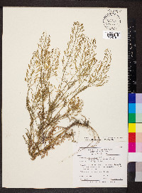 Descurainia pinnata subsp. brachycarpa image
