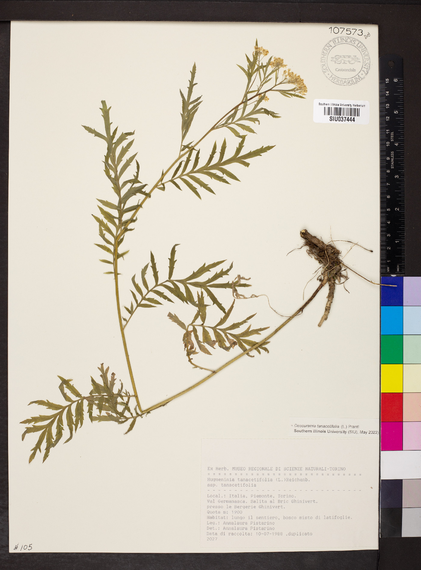 Descurainia tanacetifolia image