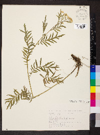 Descurainia tanacetifolia image