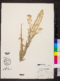 Dimorphocarpa wislizeni image